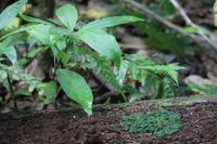 98 Amboro Nationalpark