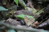 99 Amboro Nationalpark