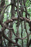 101 Amboro Nationalpark