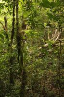 108 Amboro Nationalpark