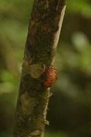 111 Amboro Nationalpark