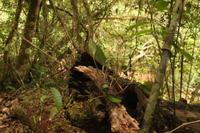 112 Amboro Nationalpark