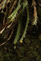 113 Amboro Nationalpark