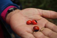 115 Amboro Nationalpark