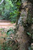 116 Amboro Nationalpark