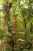 118 Amboro Nationalpark