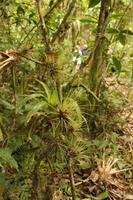 119 Amboro Nationalpark