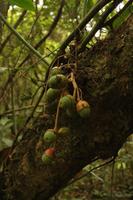 124 Amboro Nationalpark