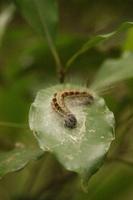 125 Amboro Nationalpark