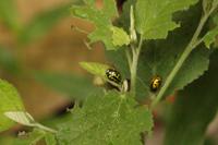 126 Amboro Nationalpark