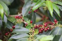 127 Amboro Nationalpark