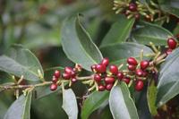 128 Amboro Nationalpark