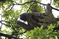 135 Faultier in El Torno