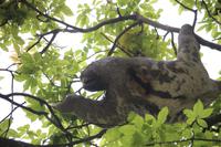 136 Faultier in El Torno