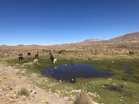 Fahrt von Potosí nach Uyuni durch das Andenhochland