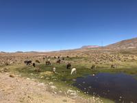 Fahrt von Potosí nach Uyuni durch das Andenhochland