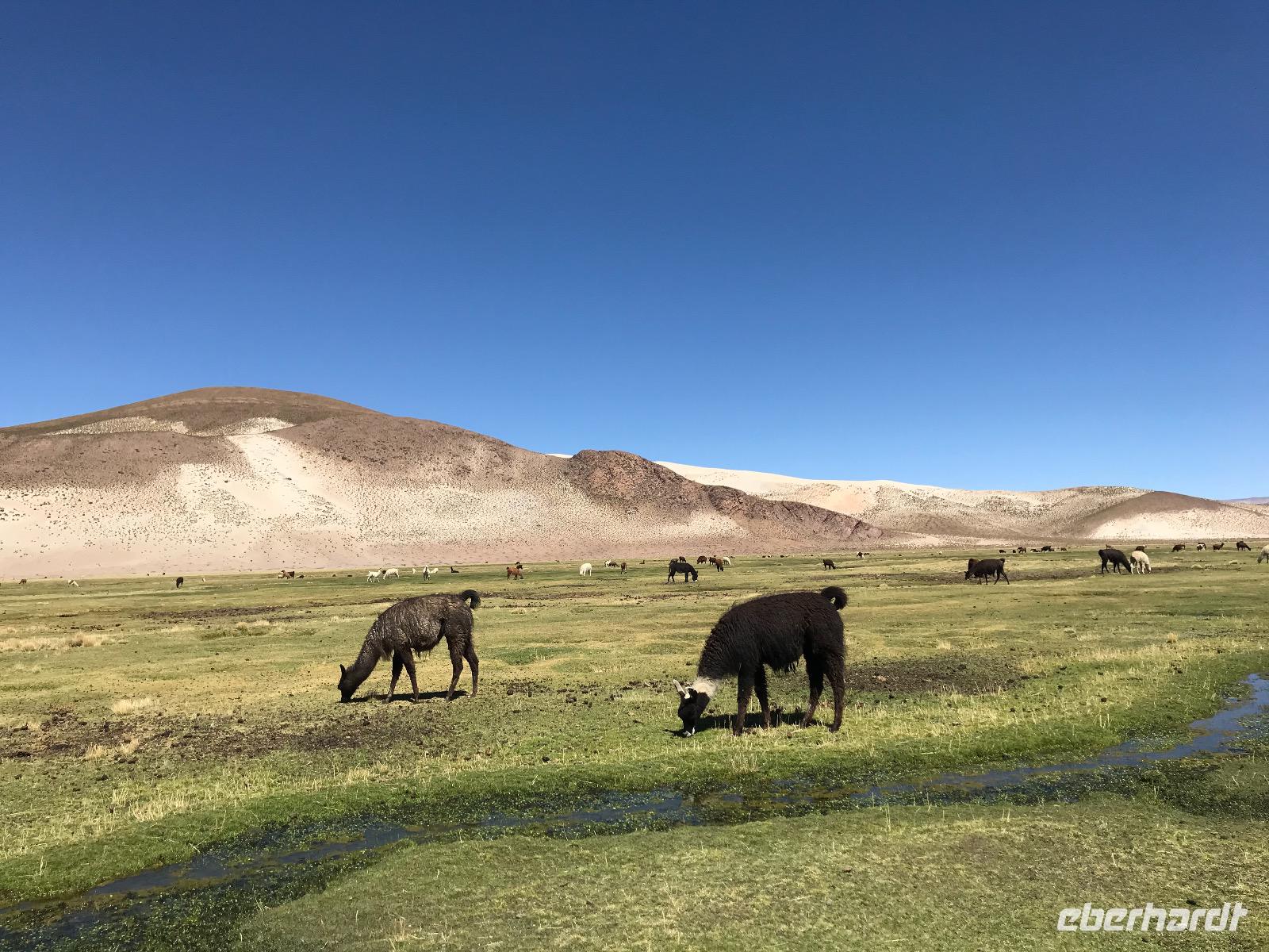 Fahrt von Potosí nach Uyuni durch das Andenhochland