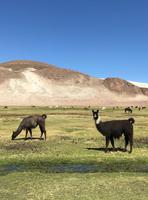 Fahrt von Potosí nach Uyuni durch das Andenhochland