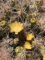Fahrt von Potosí nach Uyuni durch das Andenhochland