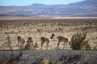 Vicunas bei Uyuni