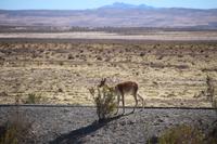 Vicunas bei Uyuni