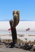 Insel Incahuasi auf dem Salar de Uyuni