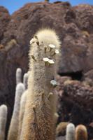 Insel Incahuasi auf dem Salar de Uyuni