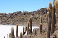 Insel Incahuasi auf dem Salar de Uyuni