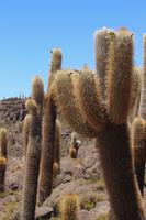 Insel Incahuasi auf dem Salar de Uyuni