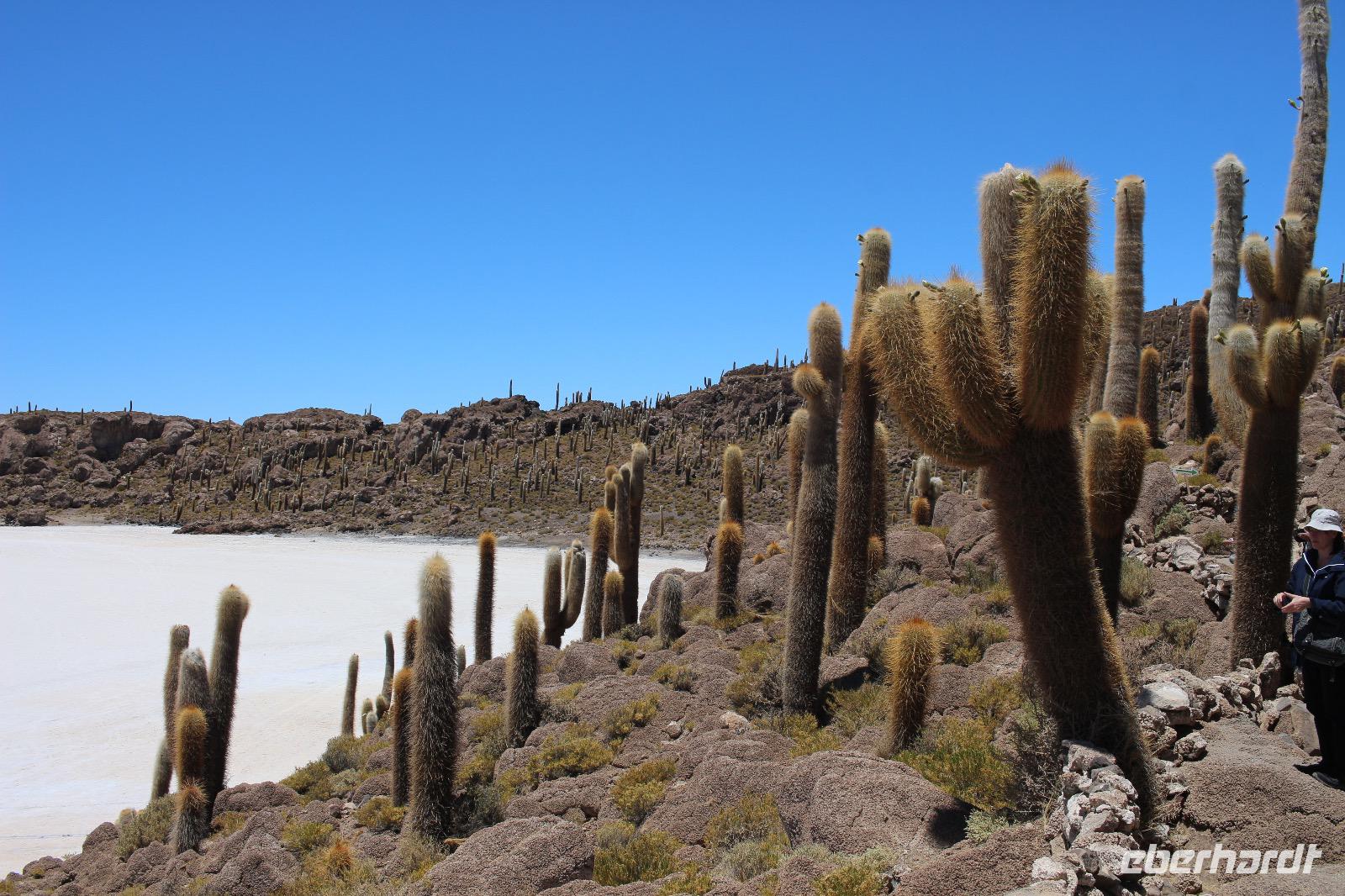 Insel Incahuasi auf dem Salar de Uyuni