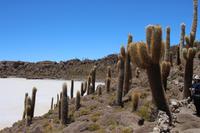 Insel Incahuasi auf dem Salar de Uyuni
