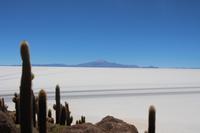 Insel Incahuasi auf dem Salar de Uyuni