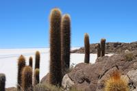 Insel Incahuasi auf dem Salar de Uyuni