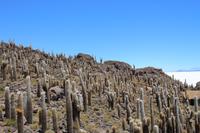 Insel Incahuasi auf dem Salar de Uyuni