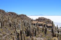 Insel Incahuasi auf dem Salar de Uyuni
