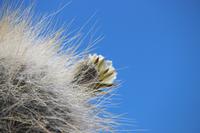 Insel Incahuasi auf dem Salar de Uyuni