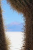 Insel Incahuasi auf dem Salar de Uyuni