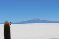 Insel Incahuasi auf dem Salar de Uyuni