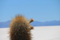 Insel Incahuasi auf dem Salar de Uyuni