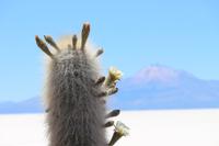 Insel Incahuasi auf dem Salar de Uyuni