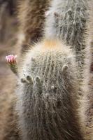 Insel Incahuasi auf dem Salar de Uyuni