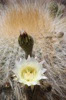 Insel Incahuasi auf dem Salar de Uyuni