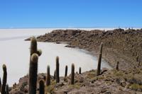 Insel Incahuasi auf dem Salar de Uyuni