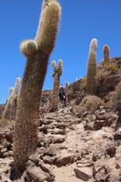 Insel Incahuasi auf dem Salar de Uyuni