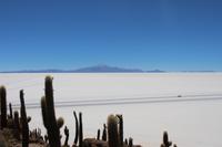 Insel Incahuasi auf dem Salar de Uyuni