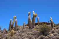 Insel Incahuasi auf dem Salar de Uyuni
