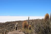 Insel Incahuasi auf dem Salar de Uyuni
