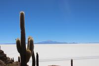Insel Incahuasi auf dem Salar de Uyuni