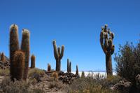 Insel Incahuasi auf dem Salar de Uyuni