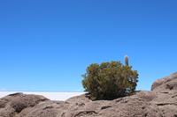 Insel Incahuasi auf dem Salar de Uyuni